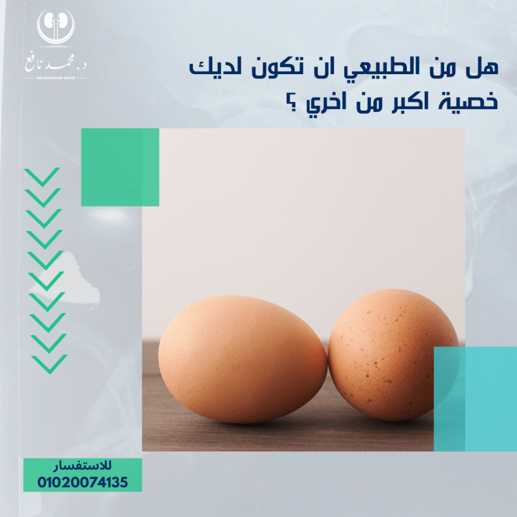 هل من الطبيعي أن يكون لديك خصيتان مختلفتان الحجم؟ دكتور محمد نافع